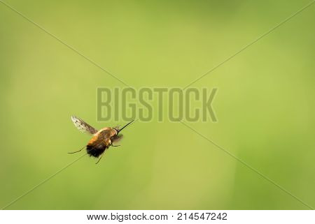 A Bee Fly Flying In Front Of A Blurry Green Background