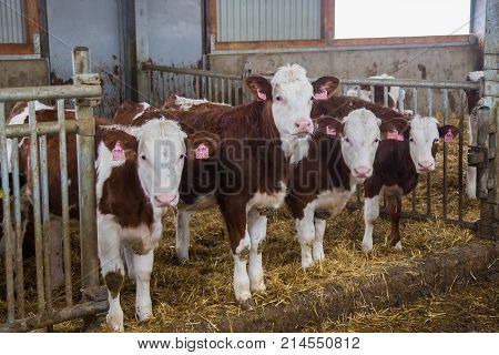 Young heifers of Monbeliards breeding in free livestock stall.