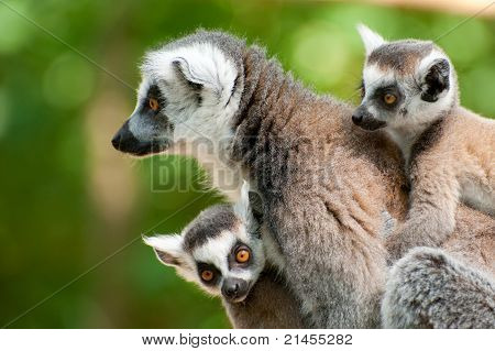 Lémur catta avec ses bébés mignons