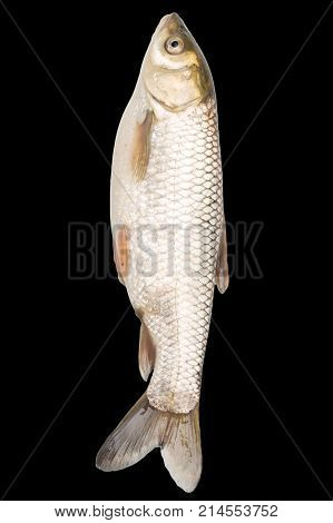fish on a black background . Photos in the studio