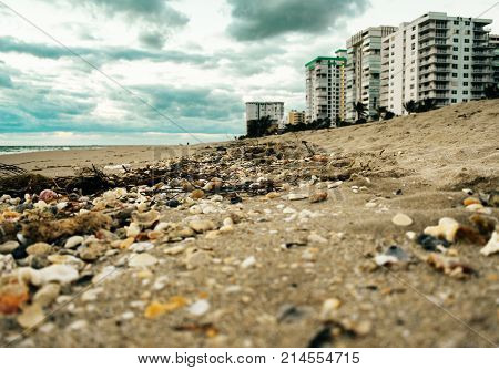 close up of seashells and seaweed on the seashore of a Florida beach on a cloudy morning