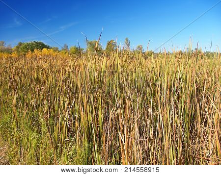 Cattail marsh at Lake LaGrange in the Kettle Moraine State Forest of Wisconsin