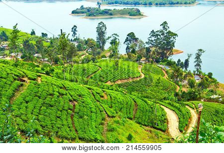 Green Tea Leaves Background, Mountain Tea Bushes Plantation In Castlereagh Reservoir Hatton, Sri Lan