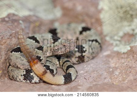 A small banded rock rattlesnake showing how well if can blend in with rock and lichen.