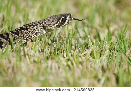 A close image of an eastern diamond back rattlesnake showing the head and tongue while crawling in grass.