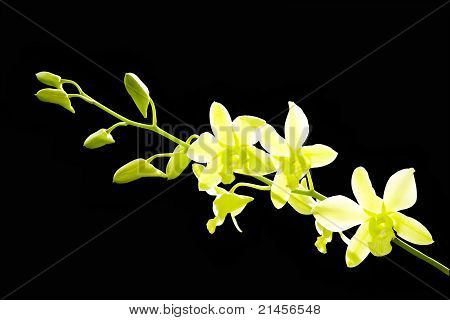 Orquídea verde brillante