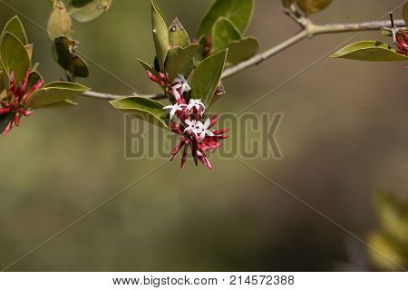 Flowers Of A Bush Plum (carissa Spinarum)