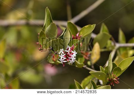 Flowers Of A Bush Plum (carissa Spinarum)