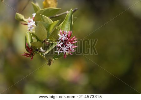 Flowers Of A Bush Plum (carissa Spinarum)
