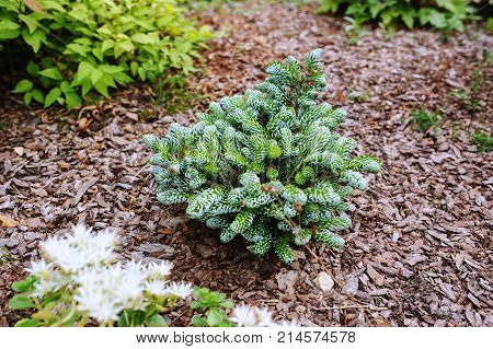 Abies koreana Kohouts Icebreaker new dwarf cultivar of Korean fir with silvery curvy needles