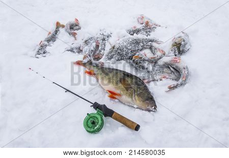 Perch Lies On Snow. Winter Ice Fishing