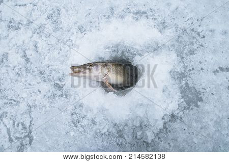 Winter Ice Fishing. Pike Fish In Ice Hole On Snow.