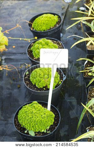 Saxifraga plants and in black pots for sale at garden center, top view. Saxifrages or rockfoils plants selective focus