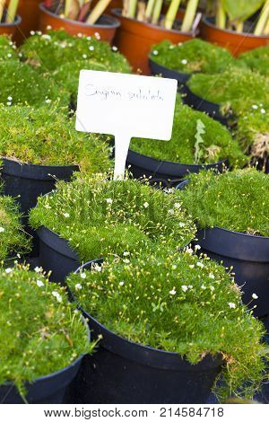 Sagina Subulata blooming plants in pots for sale. Irish moss in flowerpots soft selective focus