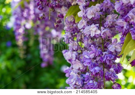 Delicate Purple Wysteria Flowers Nature Background