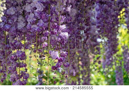 Delicate Purple Wysteria Flowers Nature Background