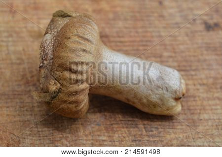handkea excipuliformis fungus known as the pestle puffball