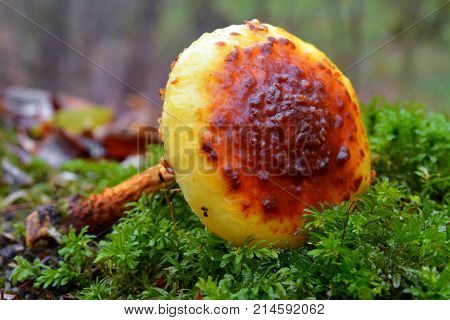 a pholiota limonella mushroom in the woods