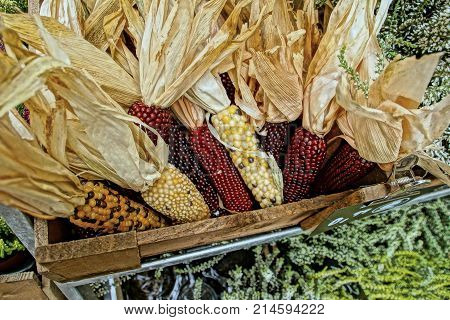 Autumnal decoration made of colorful corn inside a straw basket beautifully accommodated