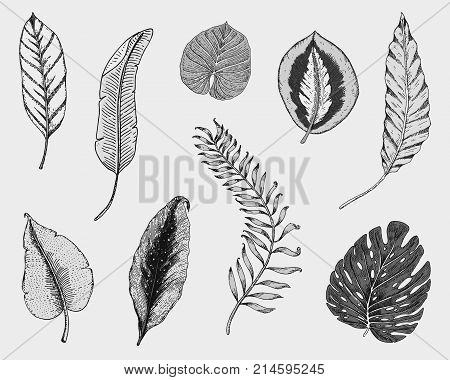 tropical or exotic leaves, leaf of different vintage looking plants. monstera and fern, palm with banana botany set. flowers engraved vintage, hand drawn. botanical organic product. green background
