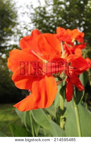Typical red tropical flower photographed close up