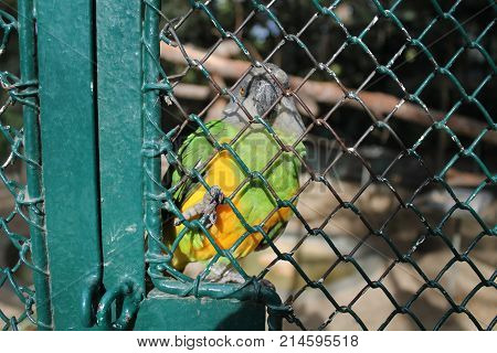 Grumpy and colorful parrot looks and scares people