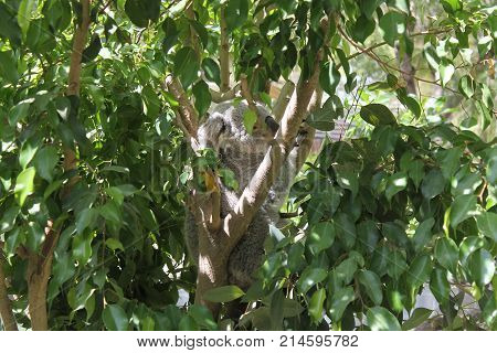Small koala climbing on a eucalyptus plant