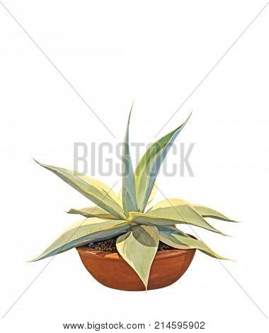 Agave Guiengola Creme Brulee in a Pottery Flower Pot Isolated on White Background Clipping Path