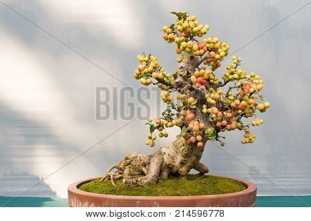 Bonsai tree with colorful fruits in a pot against a grey wall, China
