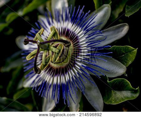 Photos of the passion flower made with macro