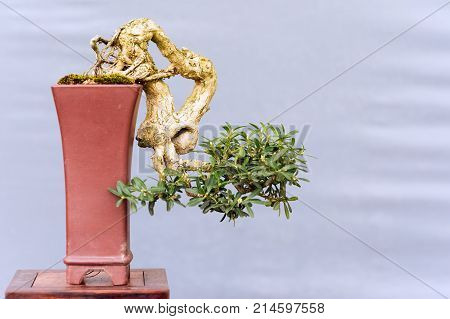 Twisted bonsai tree in a pot against a grey wall, China