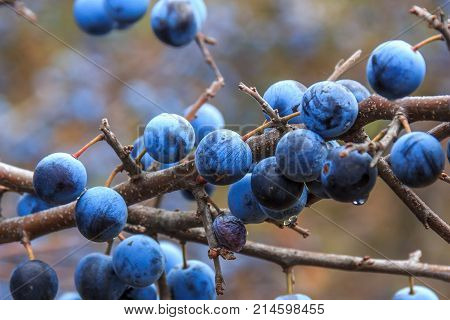 branch with ripe blue berries of the blackthorn