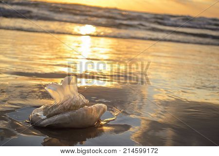 Jellyfish at sunset at the seaside of Sironit beach, Netanya, Israel