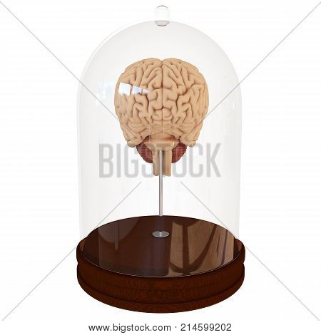 Human brain in a glass container jar on white background. 3D render