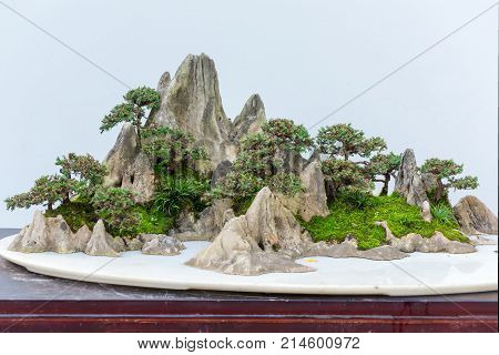 Bonsai trees on a rock against white wall, China