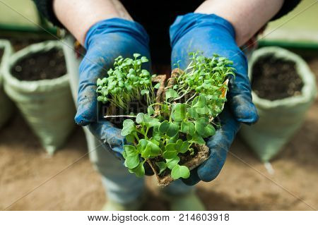 Seedlings in pots in the hands of a horticulturist