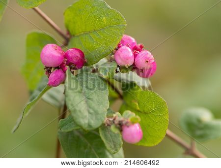 Closeup Of Pink Berries On A Bush In Autumn