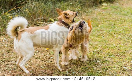 two dogs fighting outside in the park