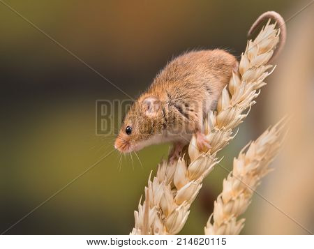 Micromys minutus or Harvest Mouse in wheat field