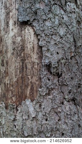 The old bark with part of wood covered with cracks and traces of a bug bark beetle.