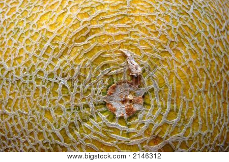 Melon Texture