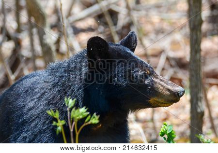 American Black Bear in Shenandoah National Park, Virginia