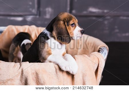 Beagle-puppy sit in basket covered with beige blanket near its brothers and sisters. Puppy looks out of basket.