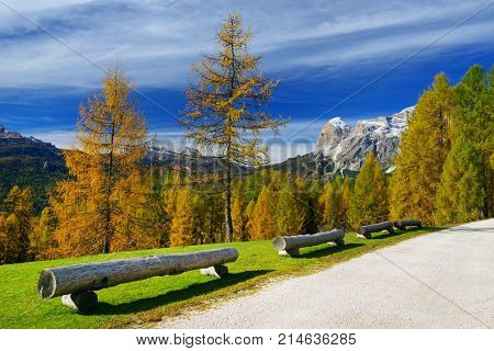 Larch forest in fall colours and The Tofane Group in the Dolomites, Italy, Europe