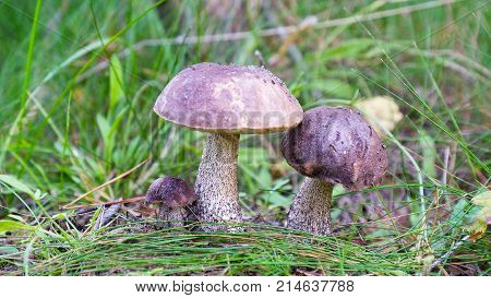 Leccinum scabrum edible mushroom growing in autumn in Polish forests