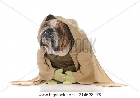 bulldog wearing munk costume on white backgroun