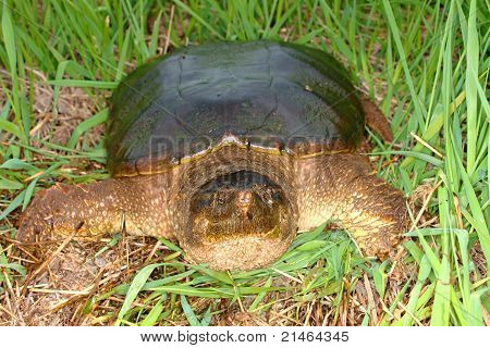 เต่า (Chelydra serpentina)