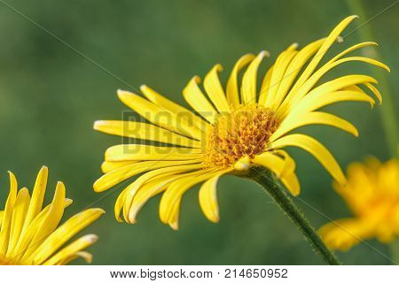The leopard's-banes yellow flower, latin name Doronicum.
