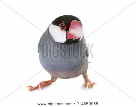 Java sparrow in front of white background