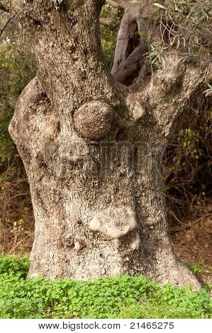 Old Olive Tree Trunk